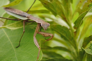 カマキリ