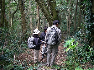 御蔵島での植物調査状況