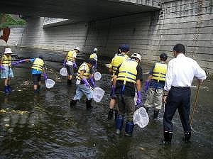 神田川底生動物調査