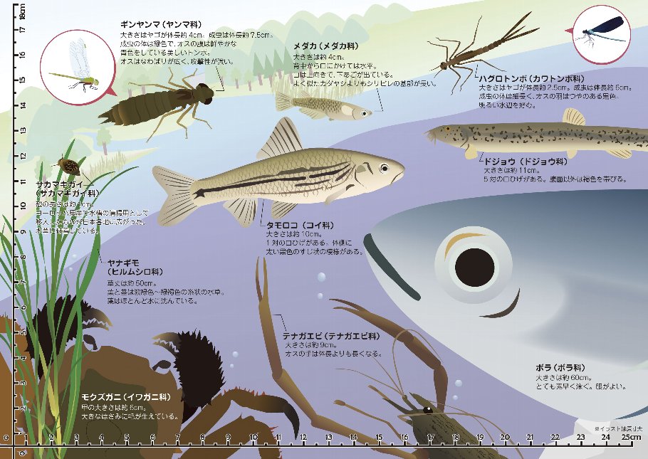 河川の生物を紹介する下敷き