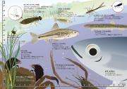 河川の生物を紹介する下敷き（拡大画像へのリンク）