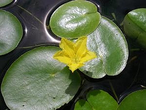 絶滅危惧植物アサザ