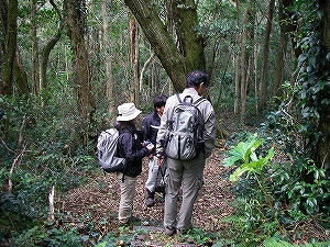 御蔵島での植物多様性保全基礎植物調査