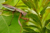 カマキリ