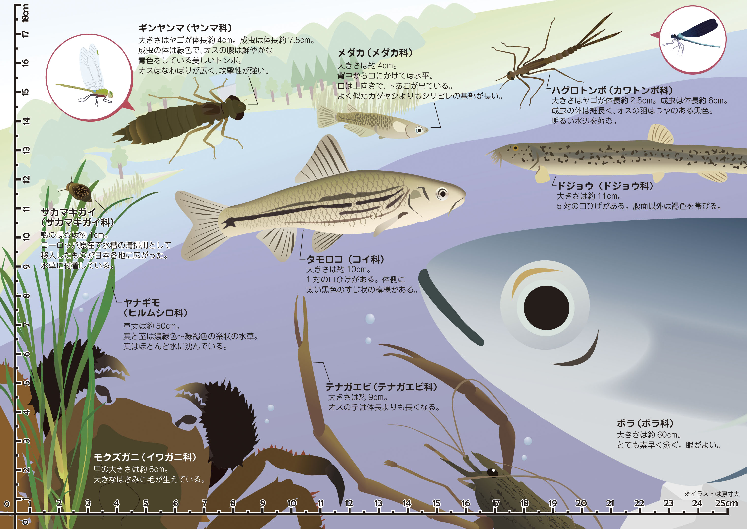 川の生物が学習できる下敷き