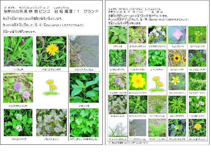 身近な場所に生える植物のビンゴ