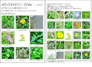 身近な場所に生える植物のビンゴ（拡大画像へのリンク）