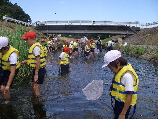 川の生きもの調査