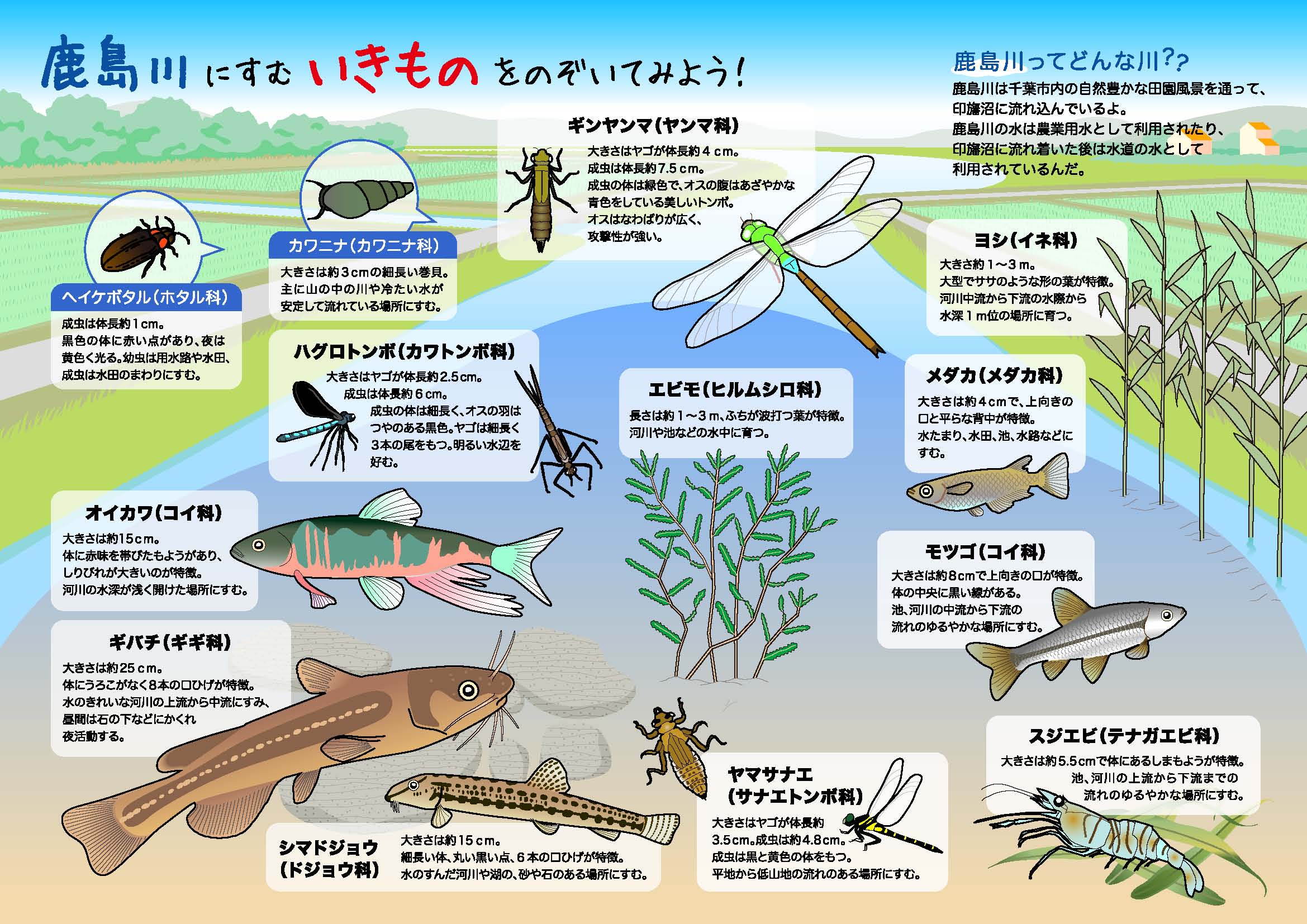 川にすむ生きものの下敷き